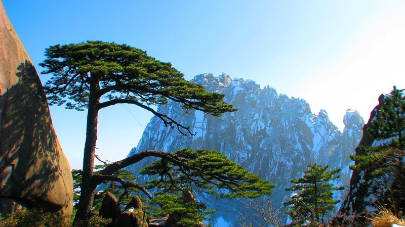 Pine trees on a mountain peak