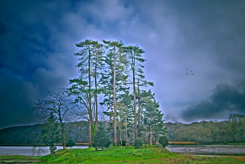 Pine trees on a river island