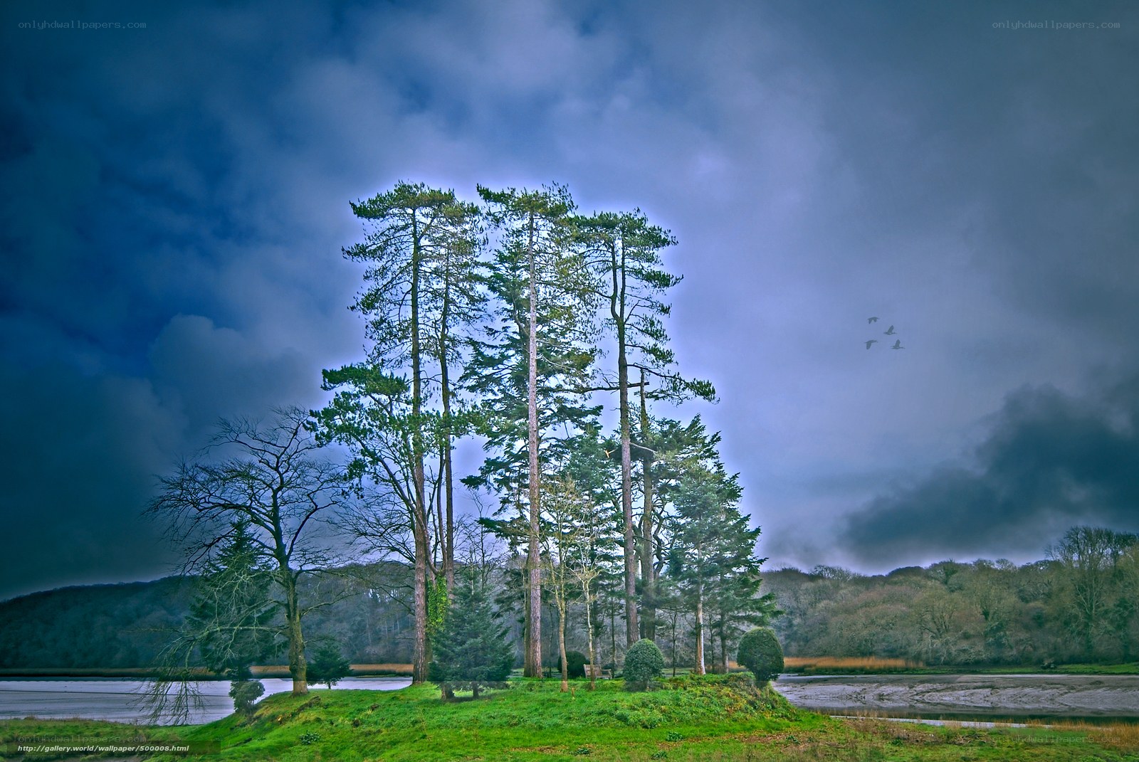 Pine trees on a river island