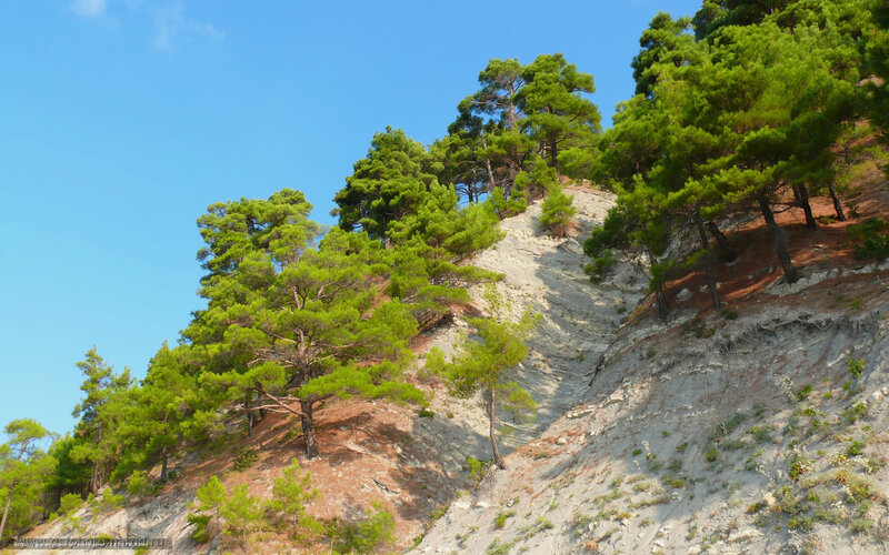 Pine trees on a rocky hillside