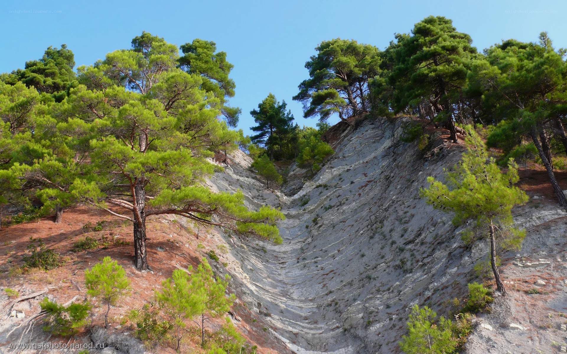 Pine trees on a rocky slope