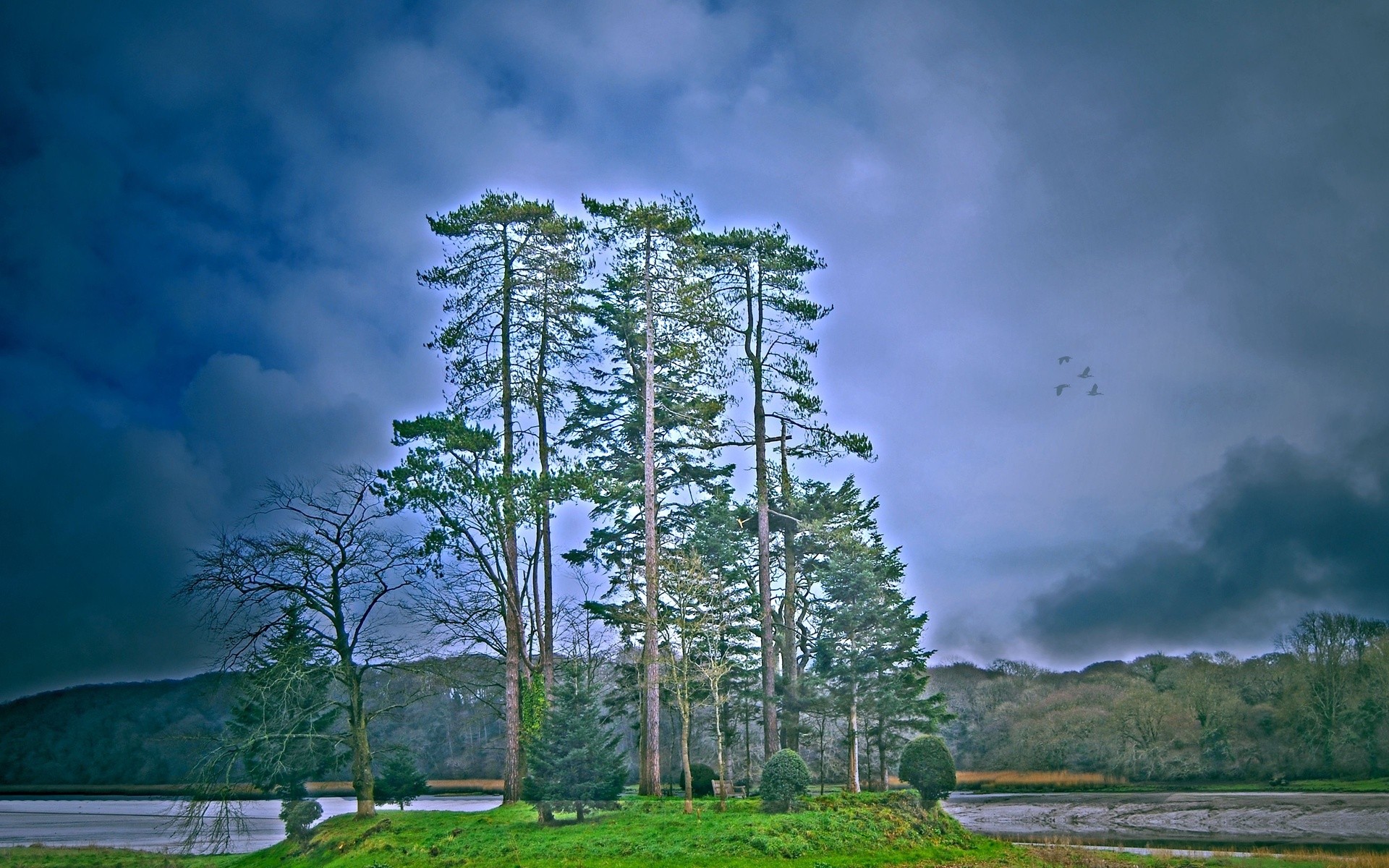 Pine trees on a small island
