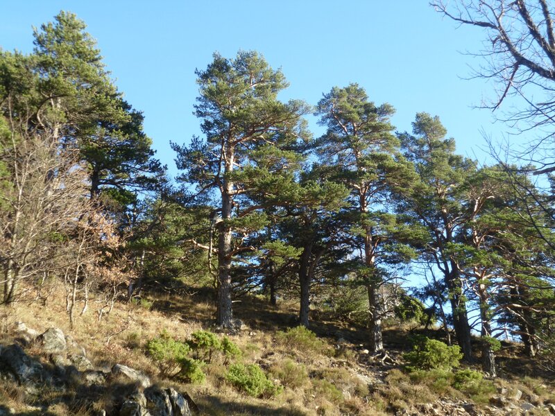 Pine trees on a sunny hillside