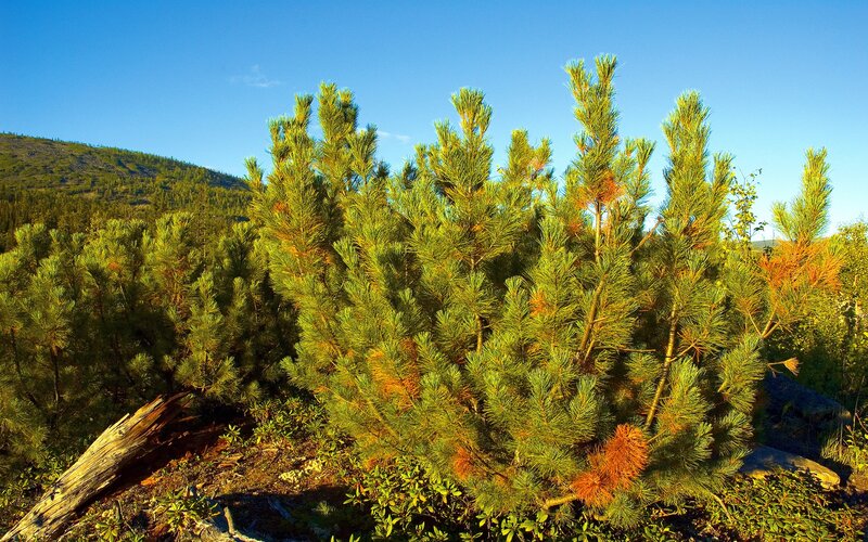 Pine trees on a sunny hillside