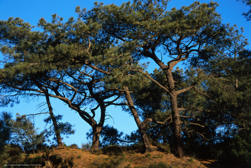 Pine trees on a sunny hillside