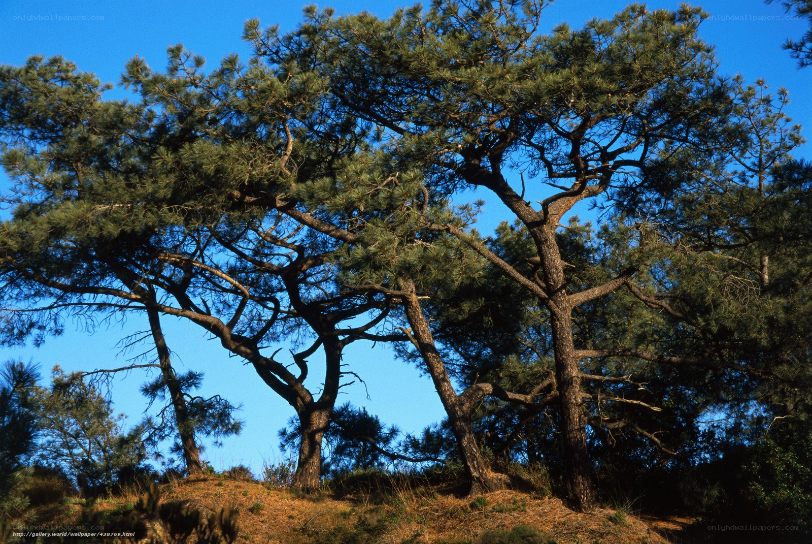 Pine trees on a sunny hillside