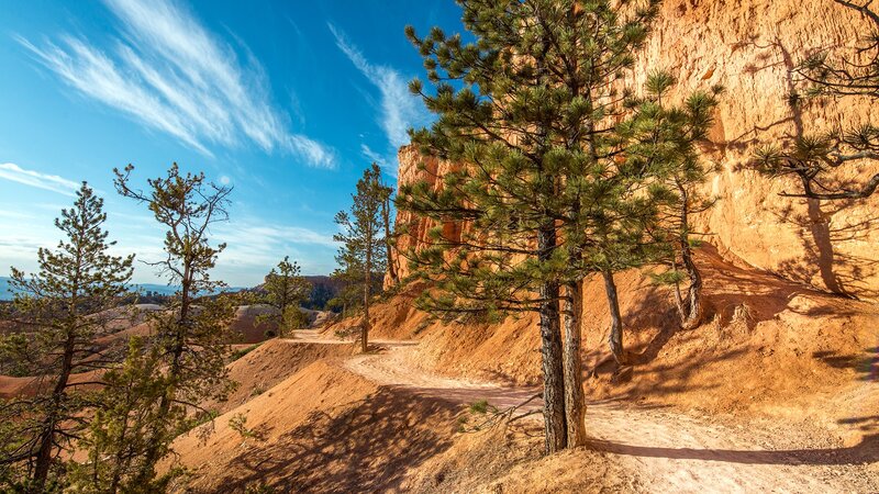 Pine Trees on Canyon Trail — Blue, Serene