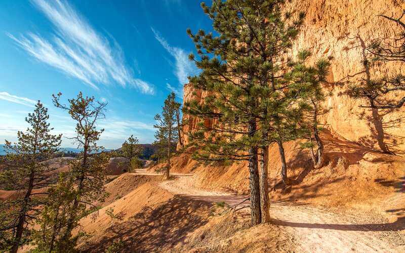 Pine Trees on Canyon Trail — Blue