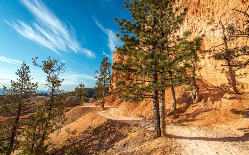 Pine Trees on Canyon Trail