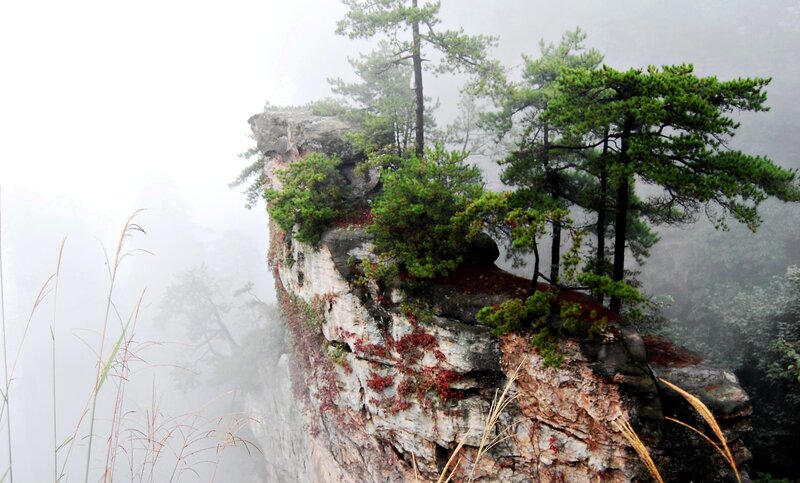 Pine Trees on Cliff — Green, Misty