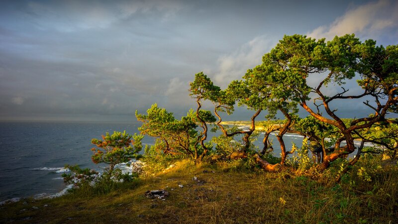 Pine Trees on Cliff — Green