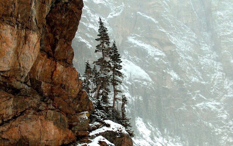 Pine Trees on Cliff