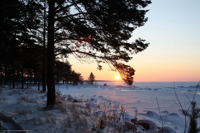 Pine Trees on Frozen Lake — Orange