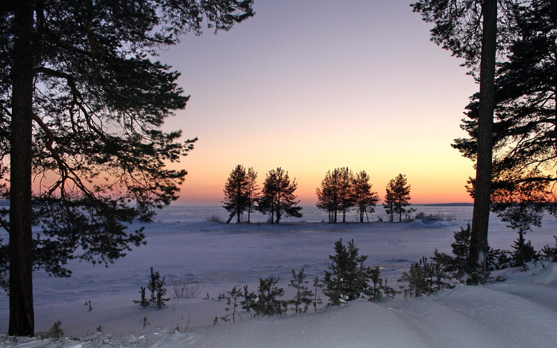 Pine Trees on Frozen Lake
