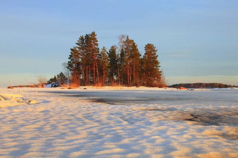 Pine Trees on Frozen Lake — White