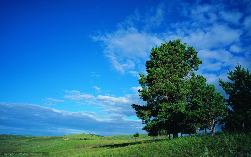 Pine Trees on Grassy Hill