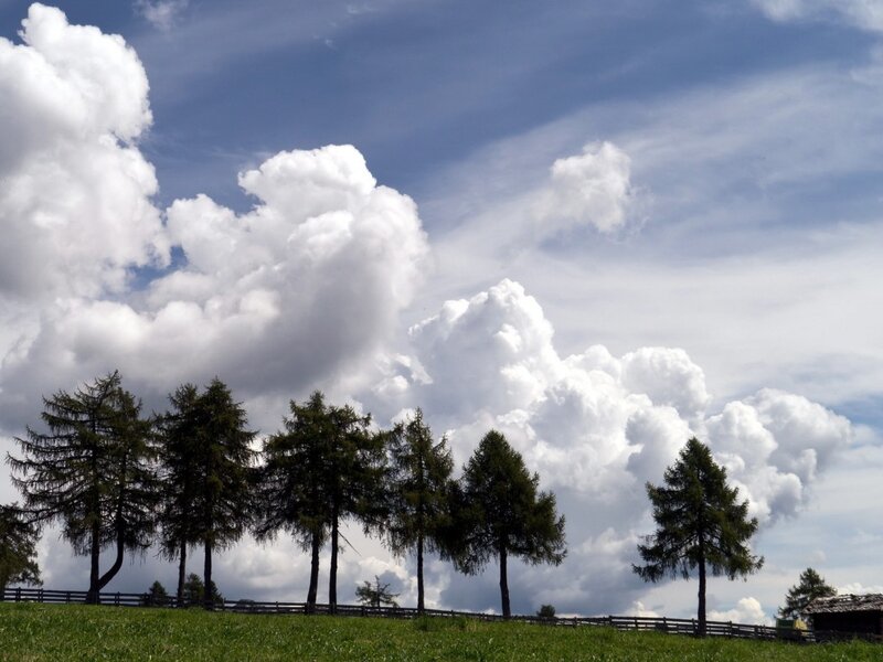 Pine Trees on Hill