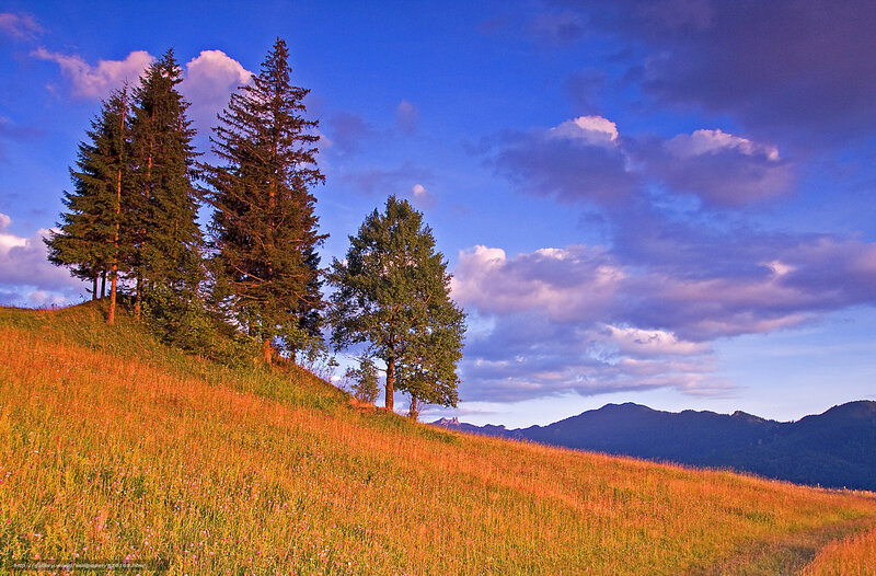 Pine Trees on Hillside — Blue