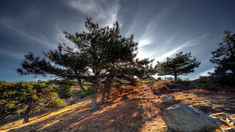 Pine Trees on Hillside — Brown