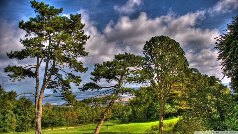 Pine Trees on Hillside — Green, Dramatic