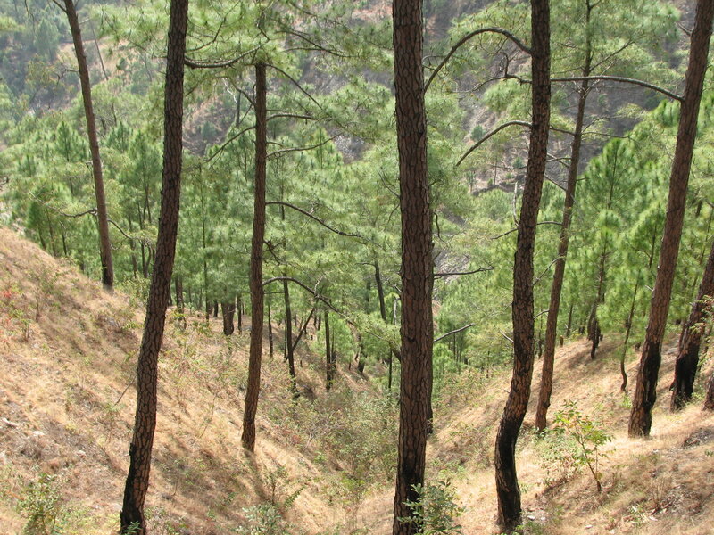 Pine Trees on Hillside — Green, Natural
