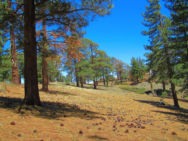 Pine Trees on Hillside — Green, Serene, Afternoon, Photograph