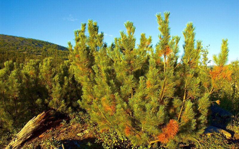 Pine Trees on Hillside — Green, Serene, Afternoon