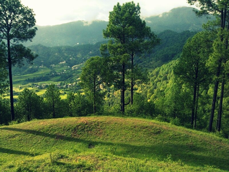 Pine Trees on Hillside — Green, Serene, Morning