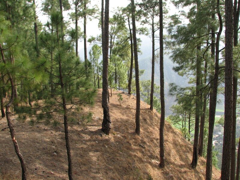 Pine Trees on Hillside — Green, Serene