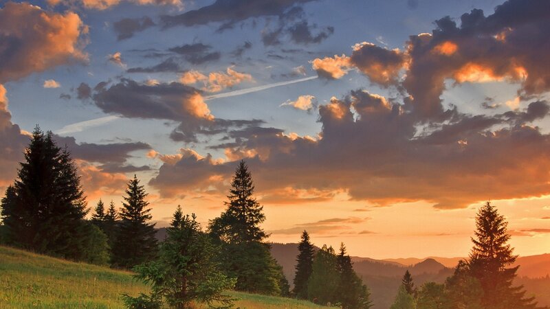 Pine Trees on Hillside — Orange