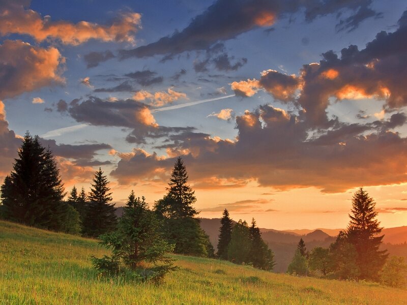Pine Trees on Hillside