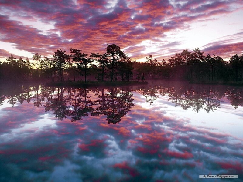Pine Trees on Island — Purple