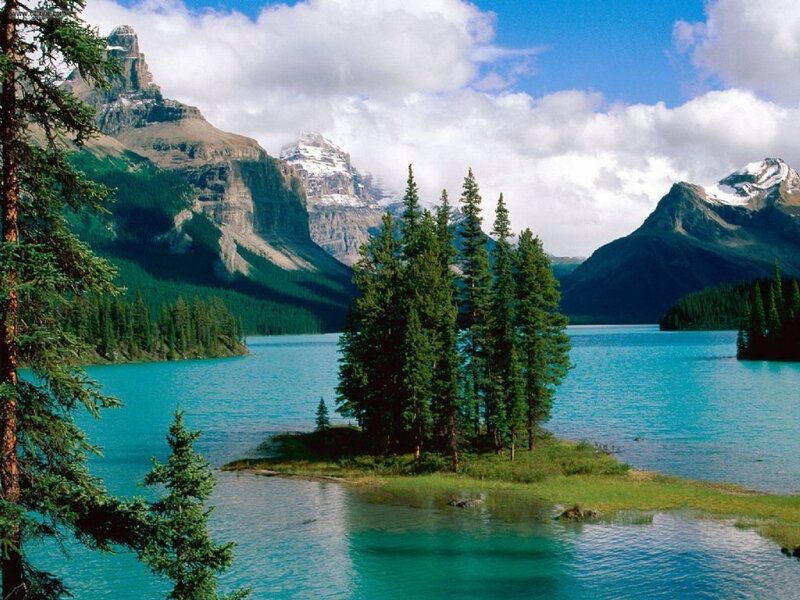 Pine Trees on Island