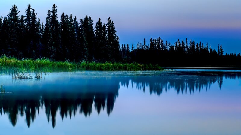Pine Trees on Lake — Blue