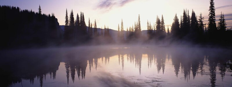 Pine Trees on Lake — Purple