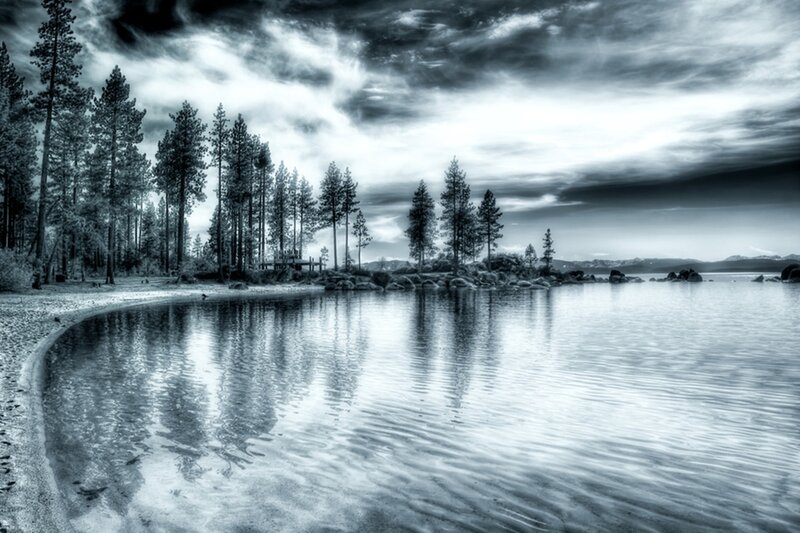 Pine Trees on Lake Shore — Black
