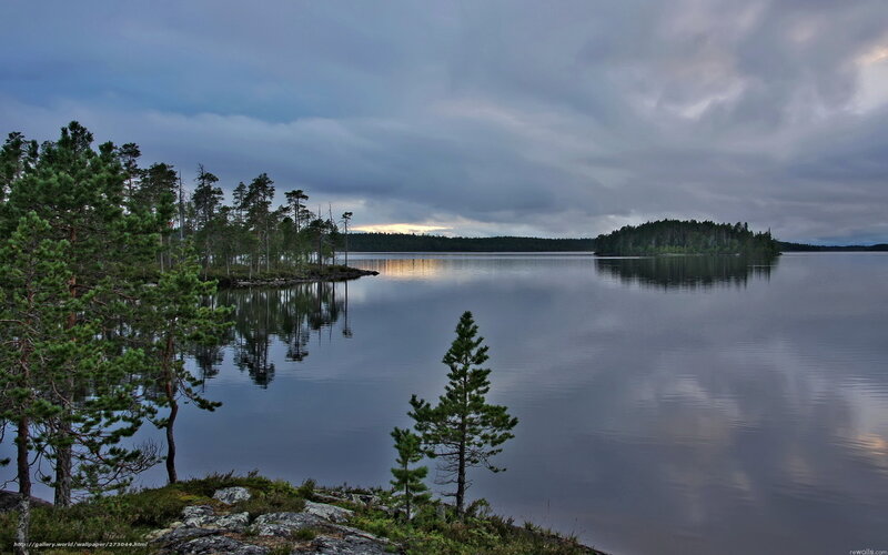 Pine Trees on Lake Shore — Blue, Serene, Dusk