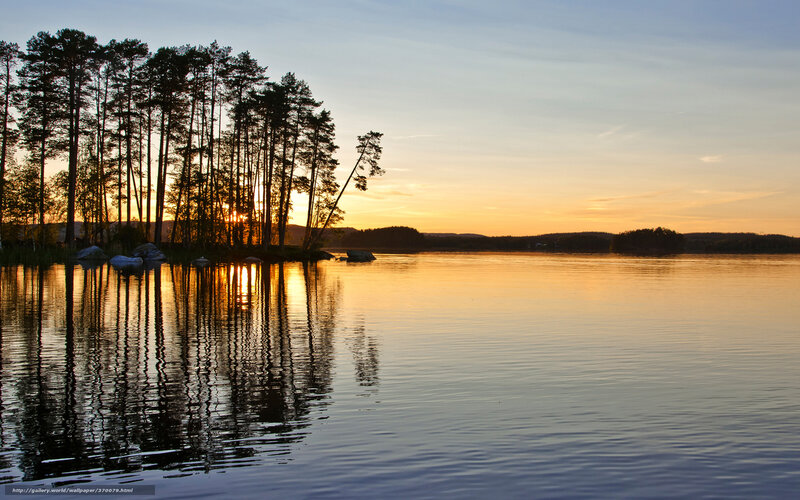 Pine Trees on Lake Shore — Blue, Serene, Sunset