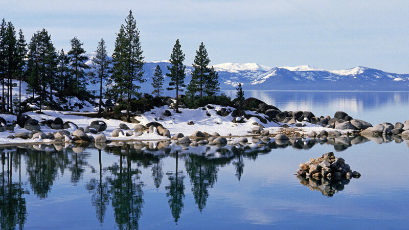 Pine Trees on Lake Shore — Blue, Serene