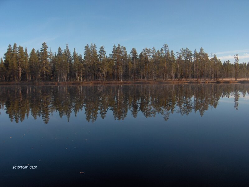 Pine Trees on Lake Shore — Blue