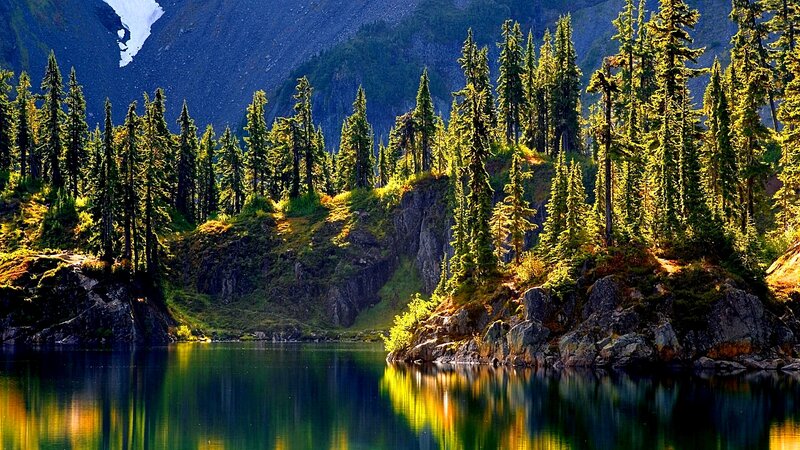 Pine Trees on Lake Shore — Green, Serene, Afternoon