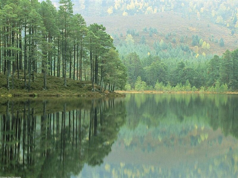 Pine Trees on Lake Shore — Green, Serene, Autumn