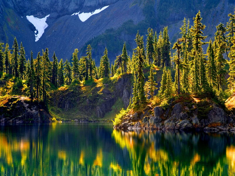 Pine Trees on Lake Shore — Green