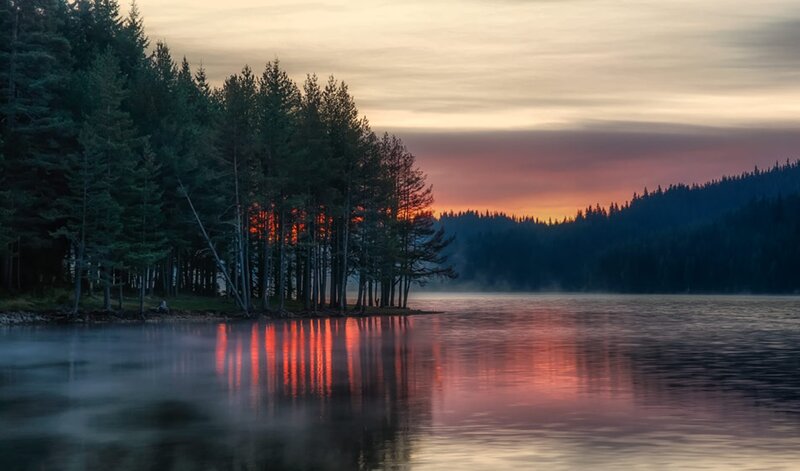 Pine Trees on Lake Shore — Orange, Serene