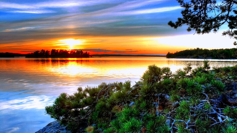 Pine Trees on Lake Shore — Orange