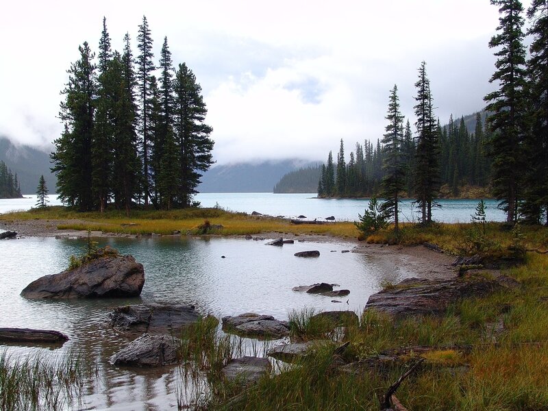Pine Trees on Lake Shore