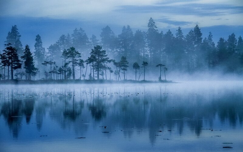 Pine Trees on Lake