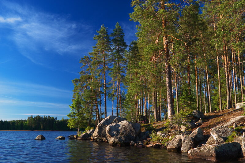 Pine Trees on Lakeshore