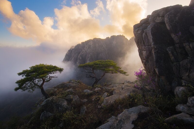 Pine Trees on Mountain — Blue, Serene