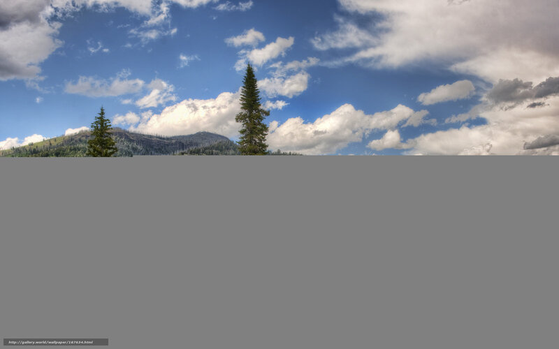 Pine Trees on Mountain — Blue